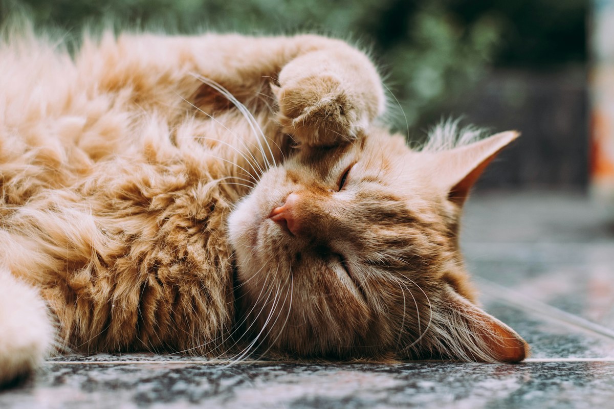 Cat relaxing safely in foster care