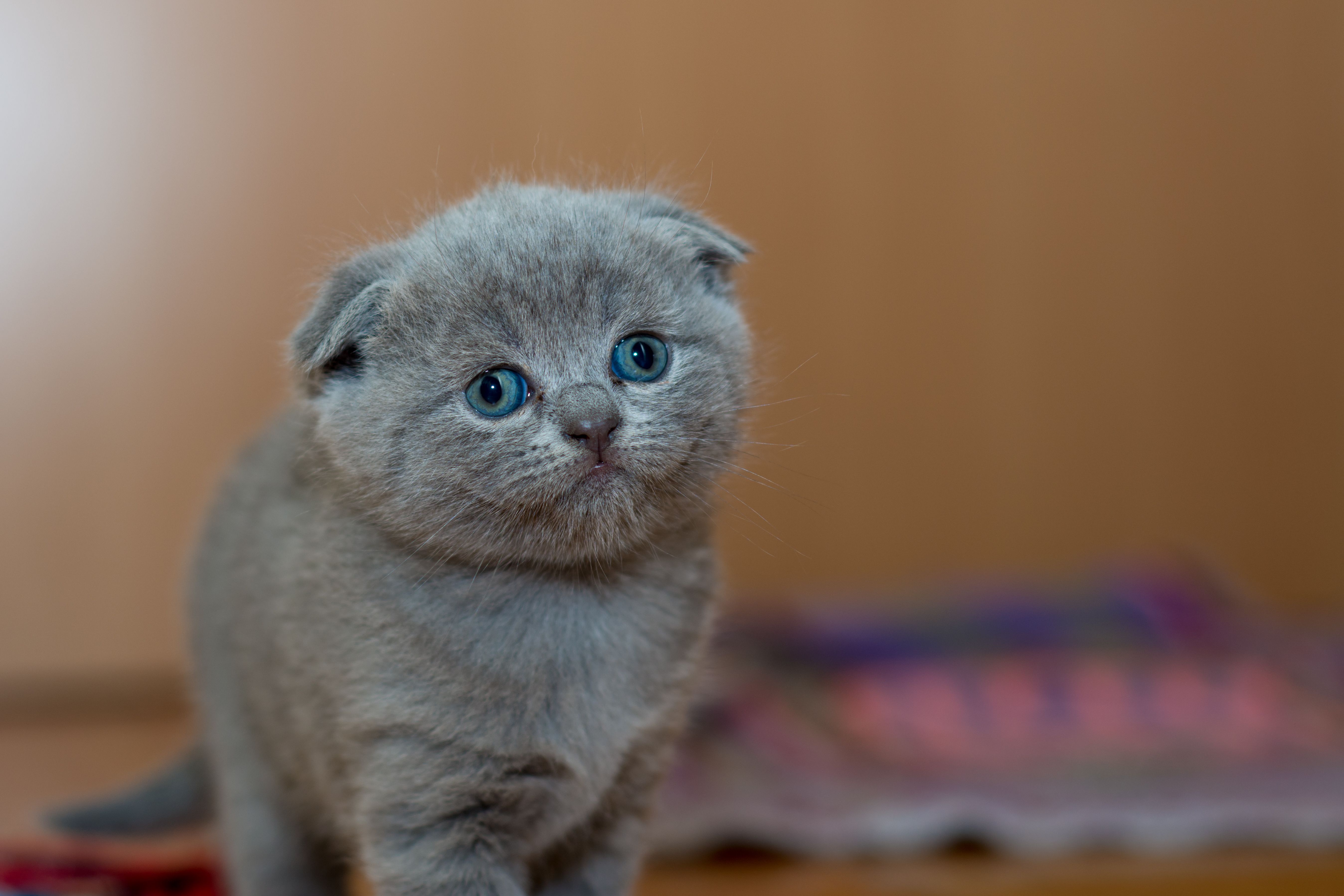 Young kitten representing compassionate cat and kitten rescue in Farmersville