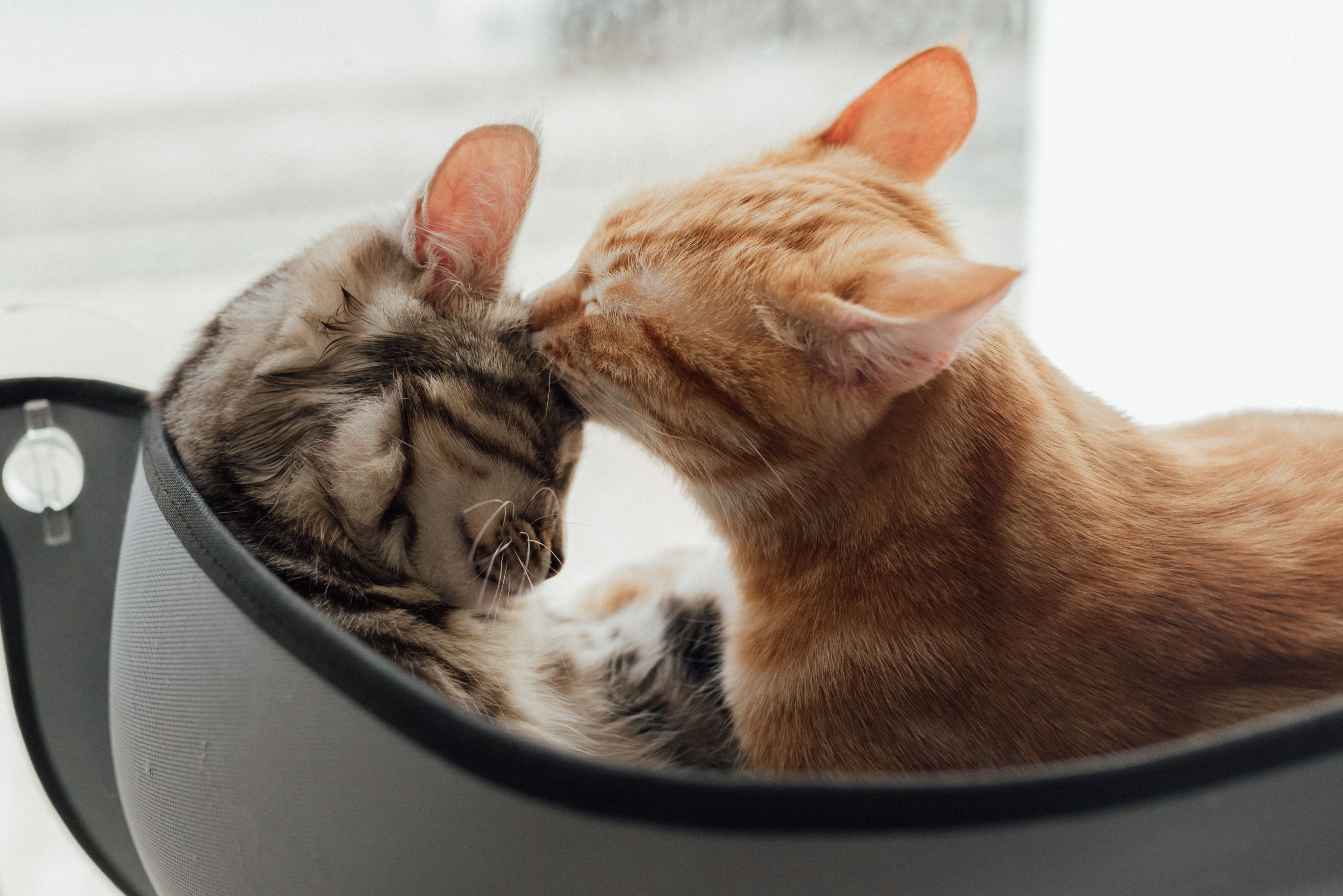 Animal welfare and rescue in Collin County