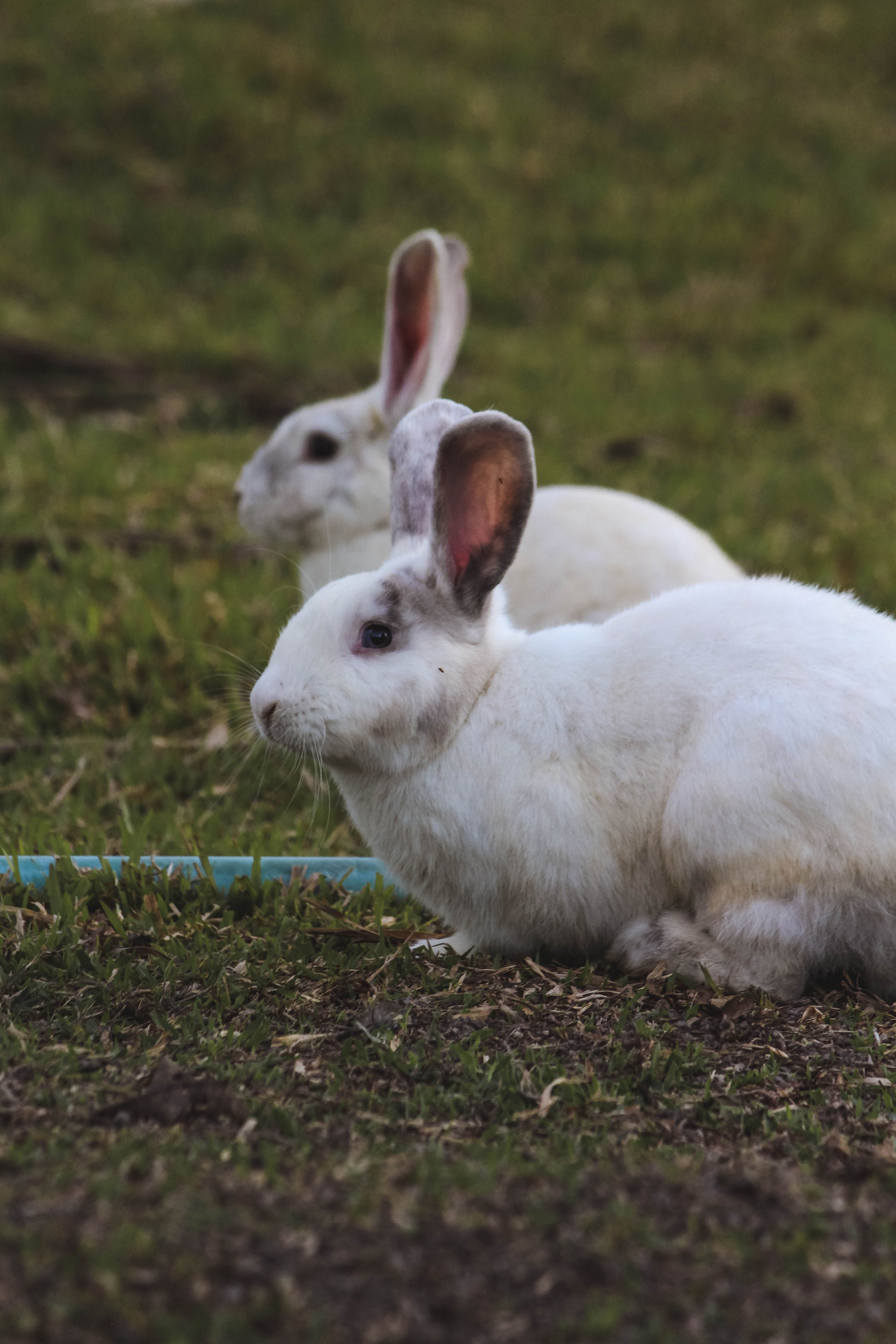 Animal welfare and rescue in Collin County