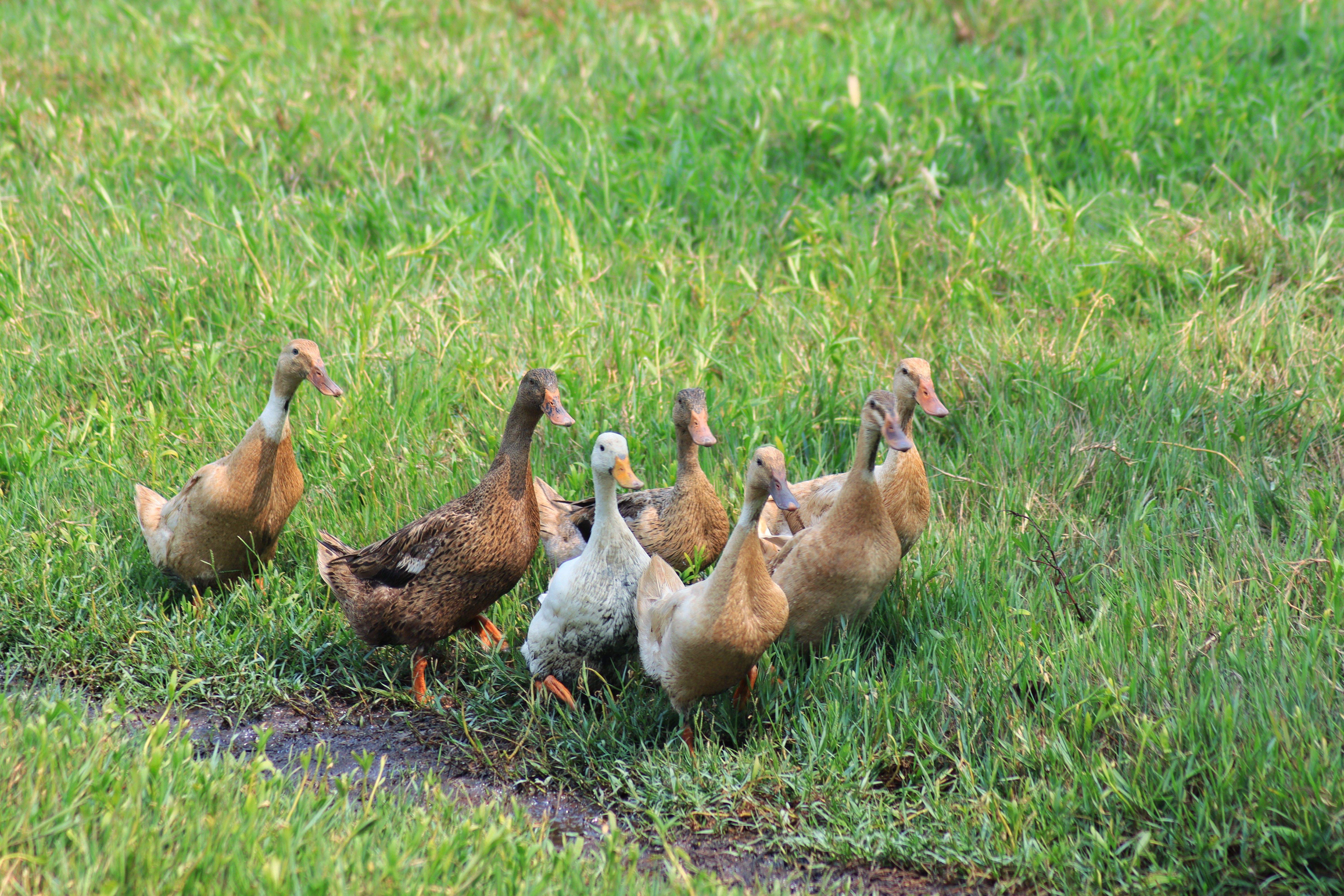 Animal welfare and rescue in Collin County