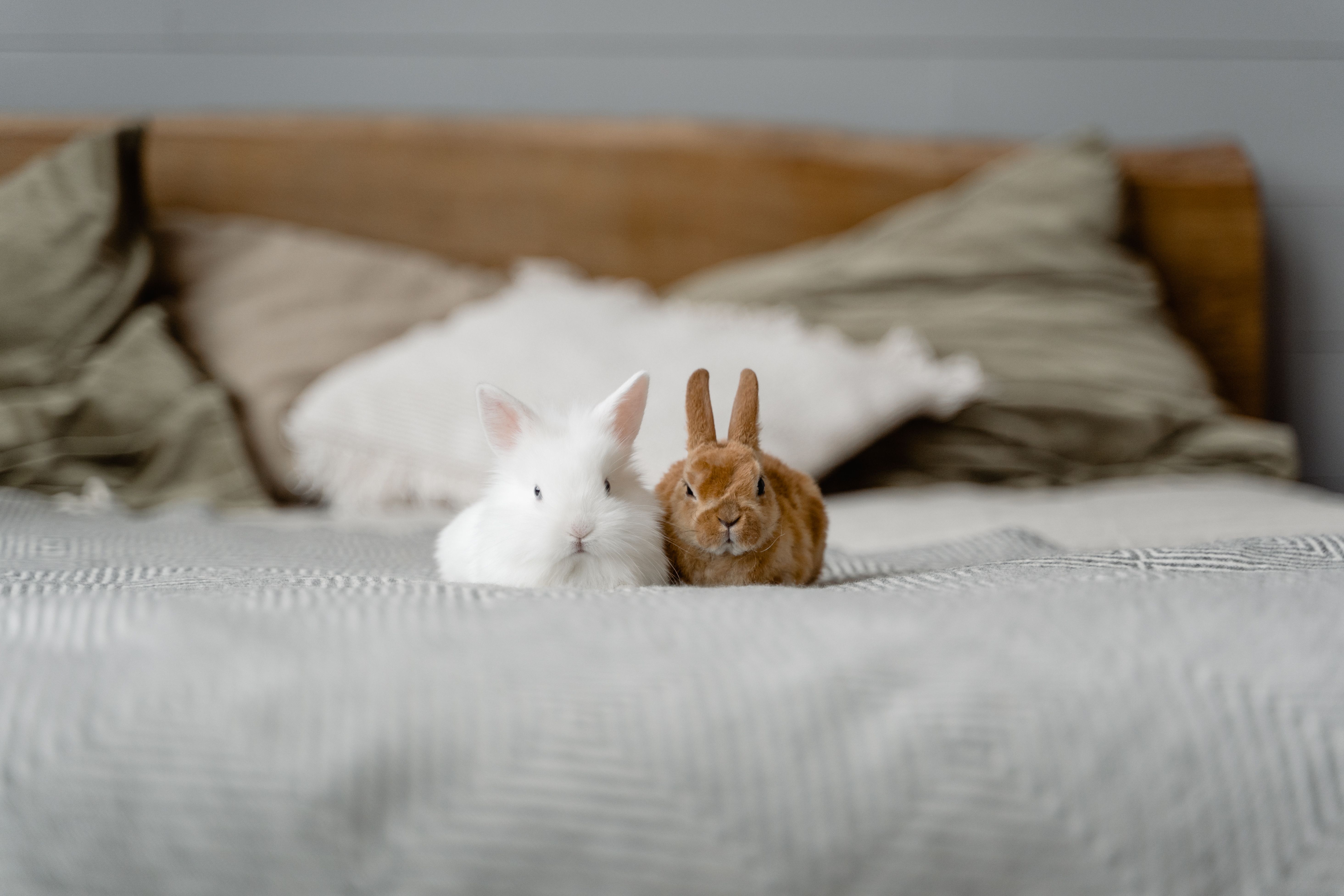 Animal welfare and rescue in Collin County