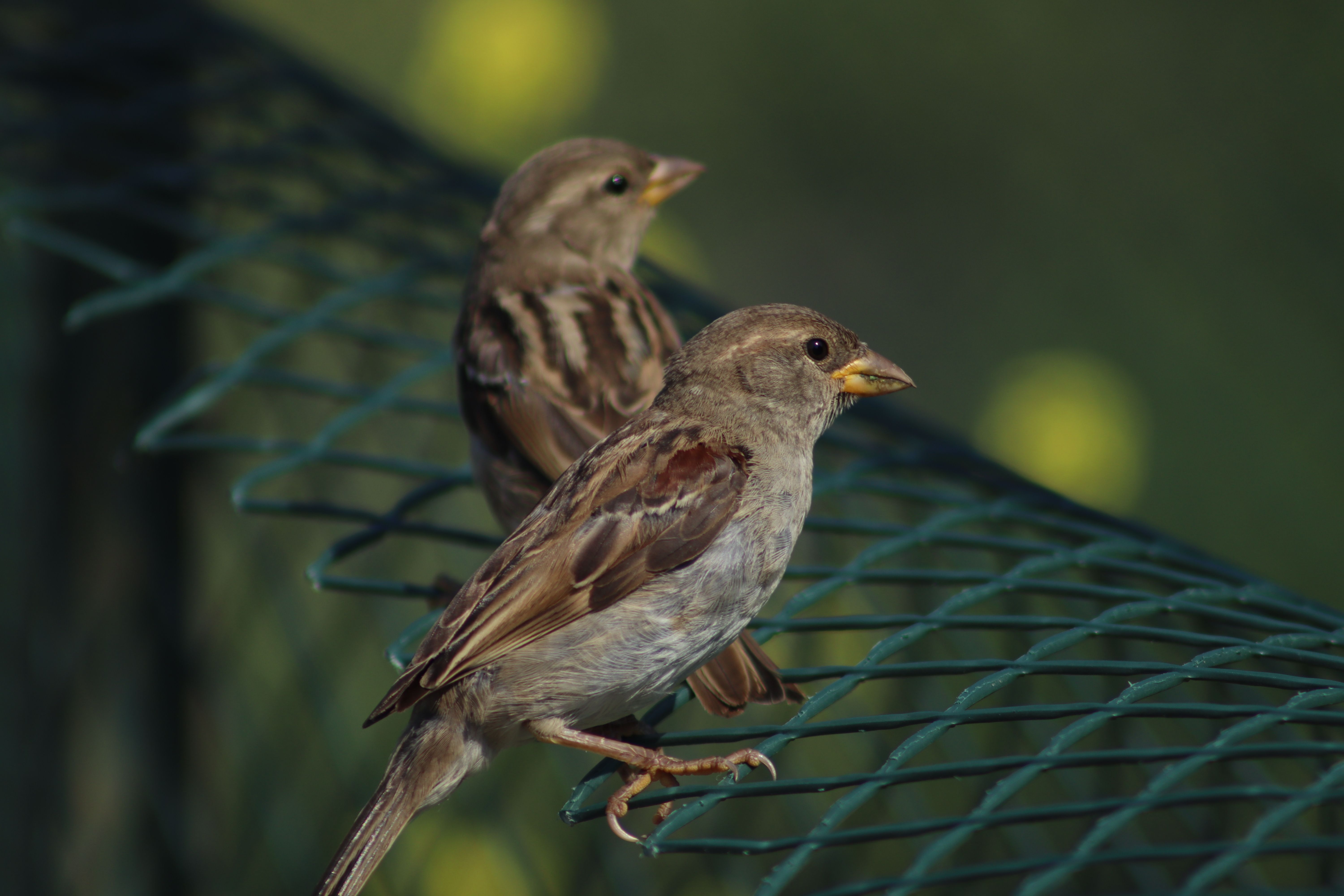 Bird representing wildlife referral resources